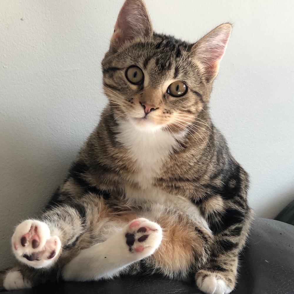 Furry 🐈‍⬛🥰